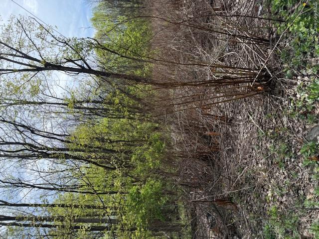 Route 300 Property Photo 5