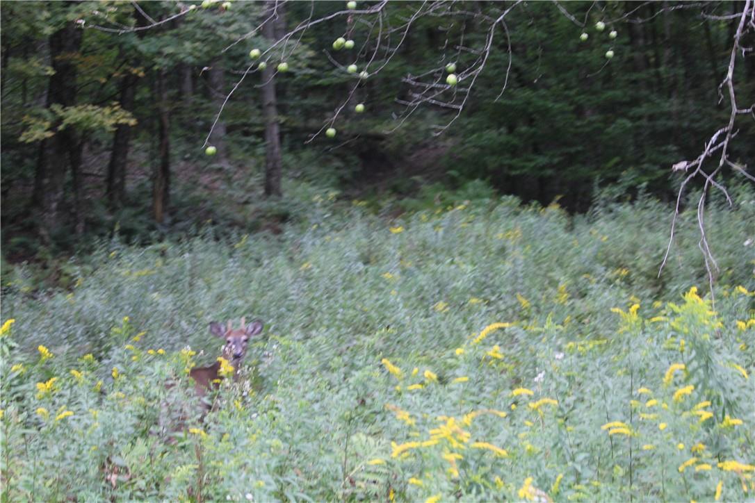 538 Methol (bonnie Brook) Road Property Photo 26