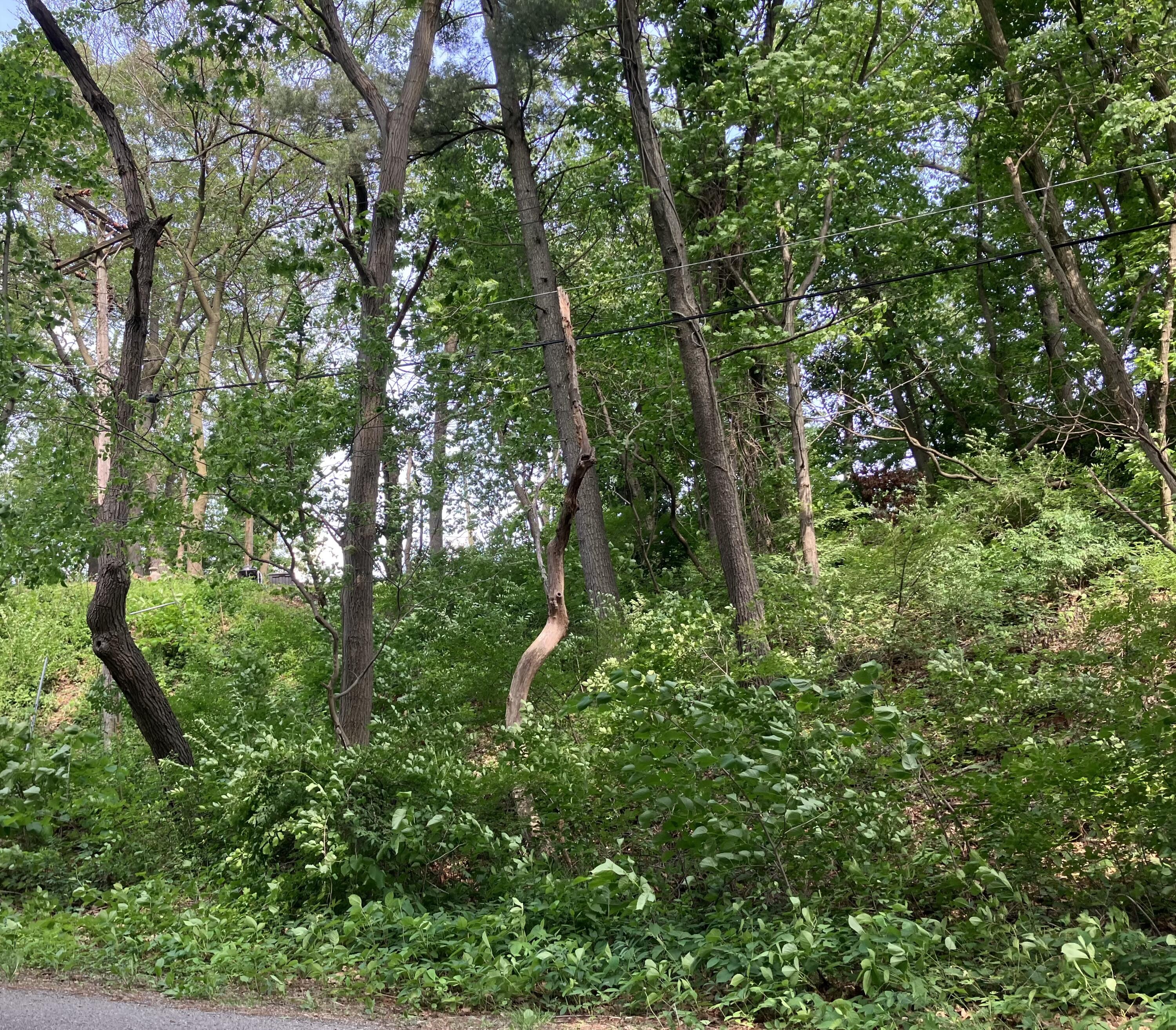 98 Ogden Road Property Photo 1