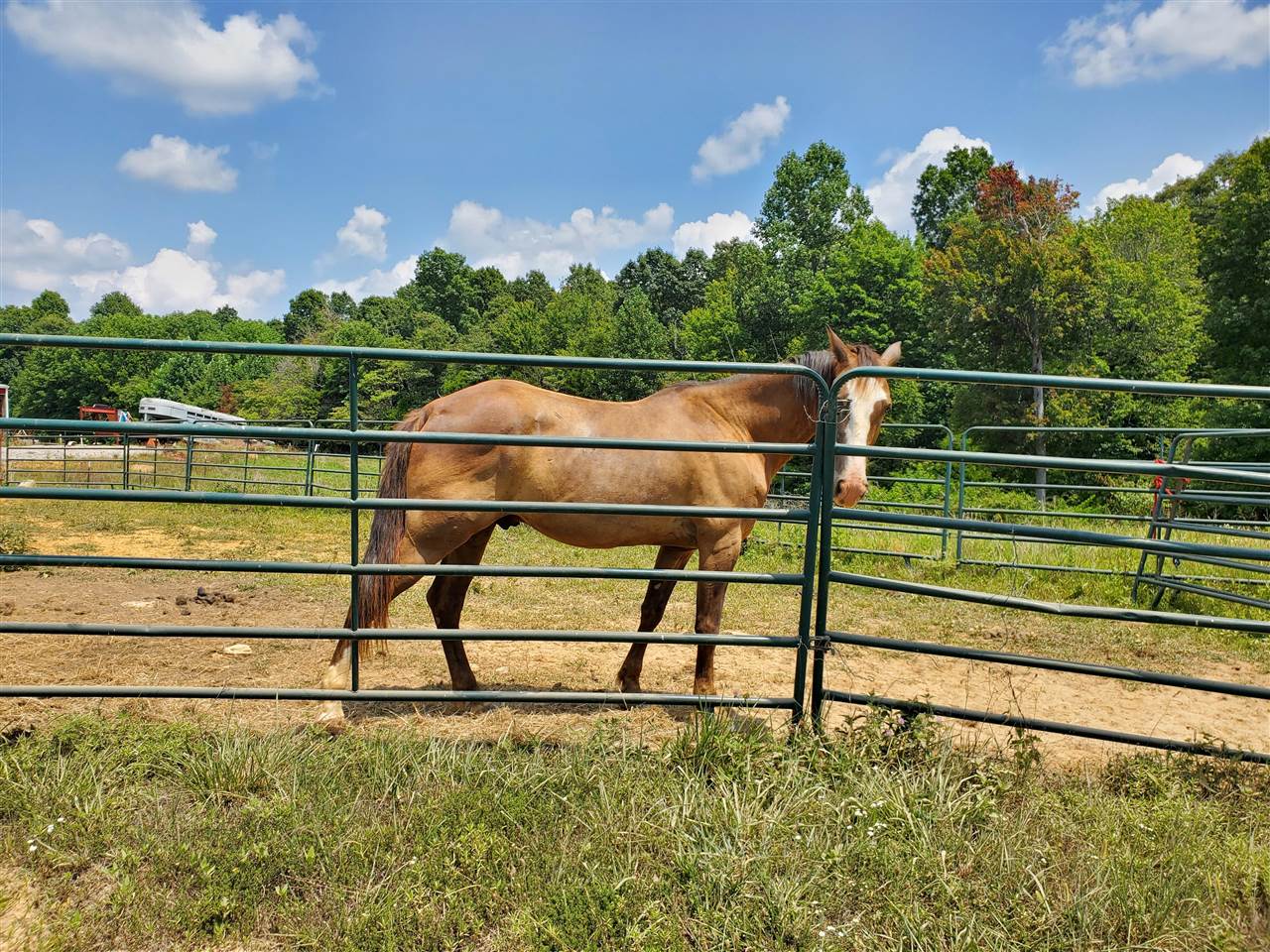 1104 Neafus Road Property Photo 62