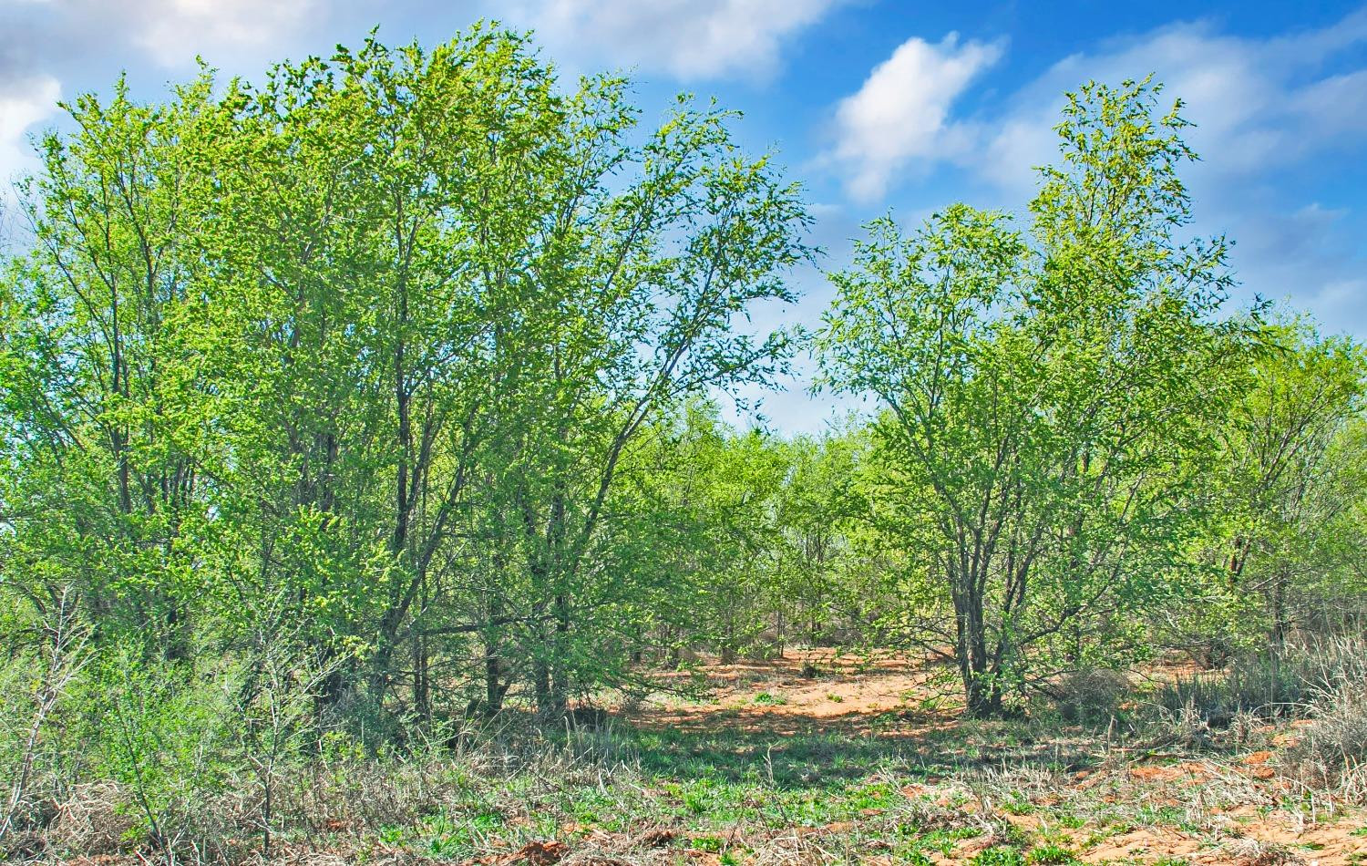 4101 Hawk Property Photo 15