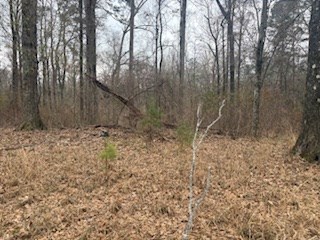 4113 Old Colony Road Property Photo 39