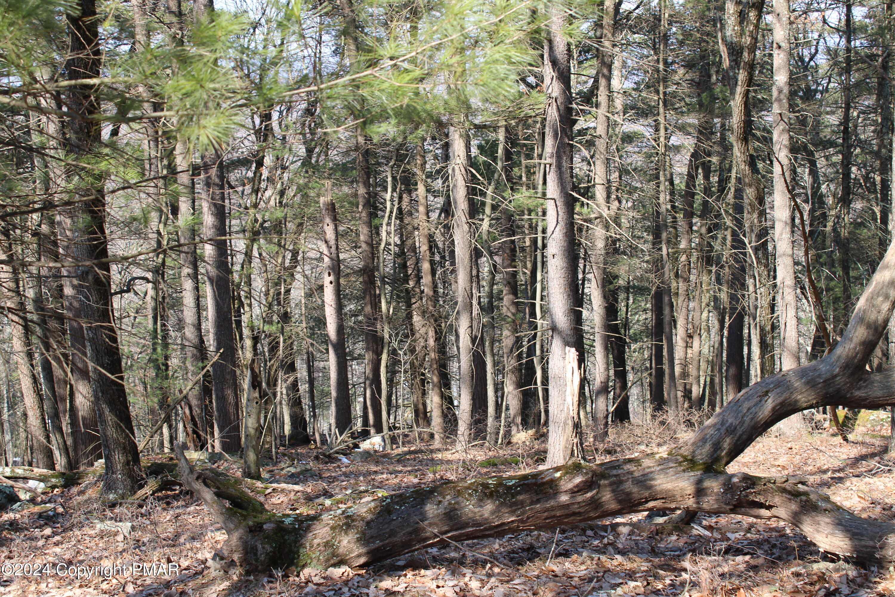 Deer Path Path Property Photo 4