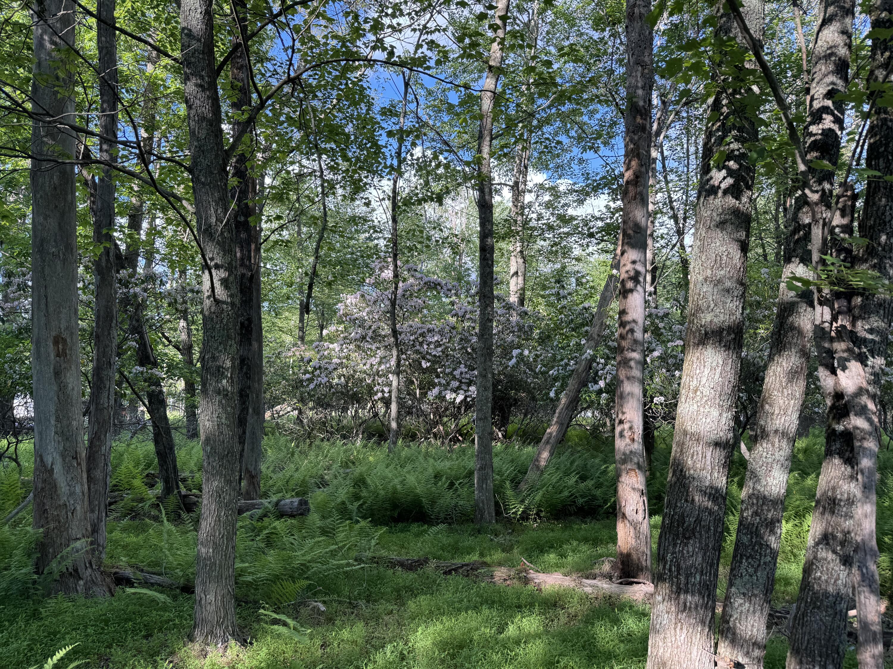 Lot 10 Twilight Dr Drive Property Photo 4