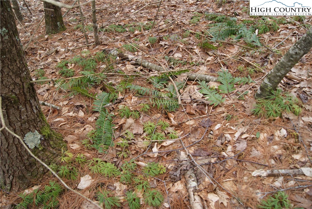 Lot 75 Forest Hill Drive Property Photo 12