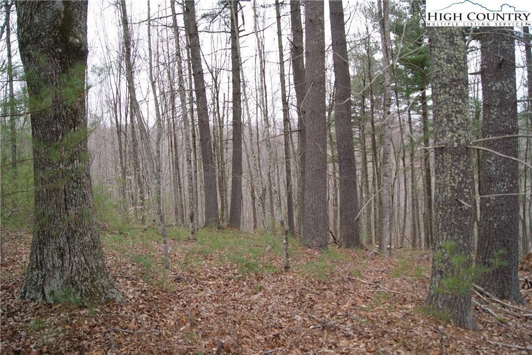 Lot 74 Forest Hill Drive Property Photo 2