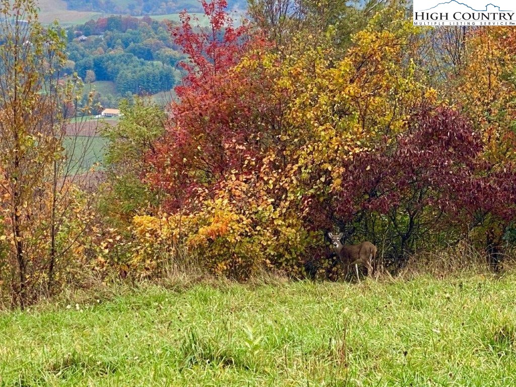 13 Twin Oaks Mountain Boulevard Property Photo 3