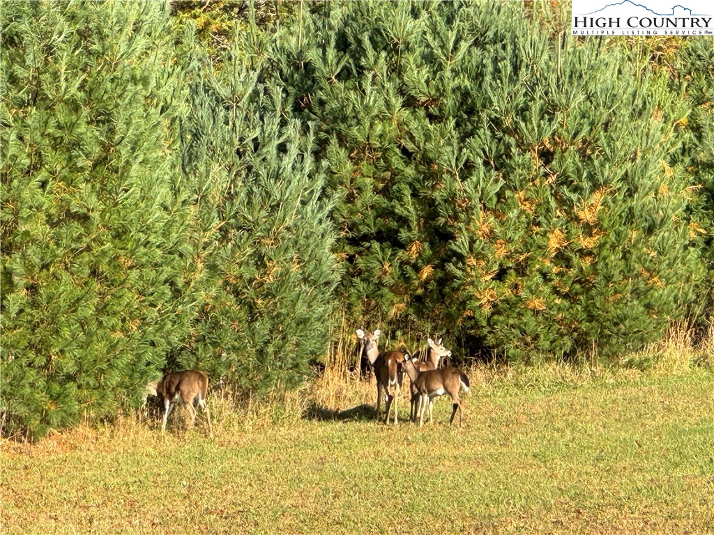 Tbd Jr Dairy Road Property Photo 19