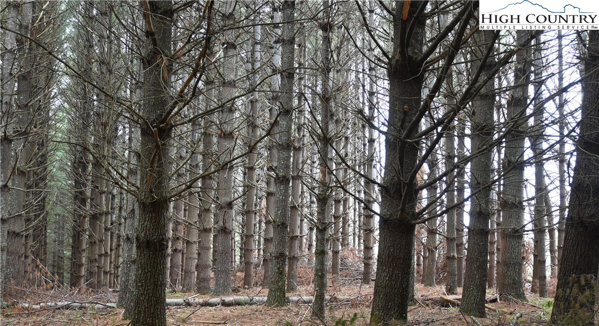 102 Tielcroft Road Property Photo 16