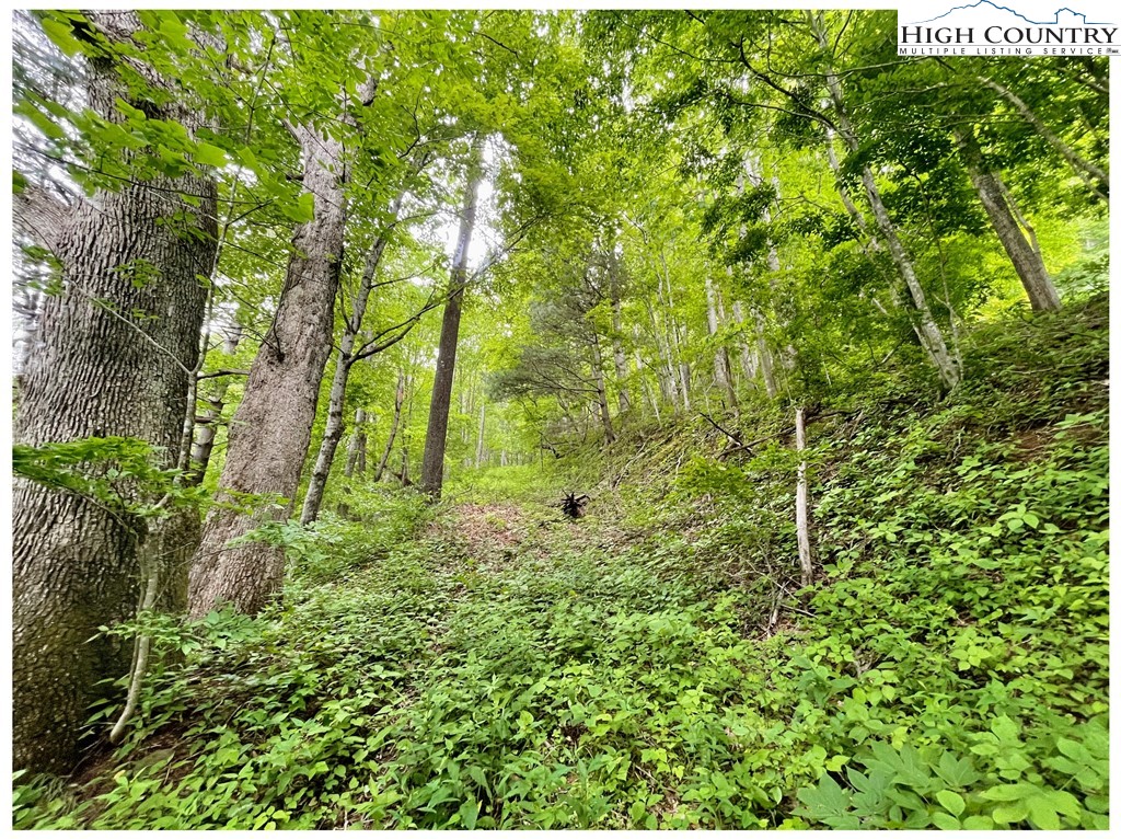 Tbd Ben Bolen Road Property Photo 1