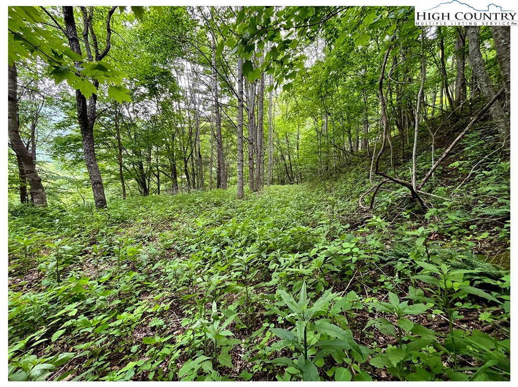 Tbd Ben Bolen Road Property Photo 12