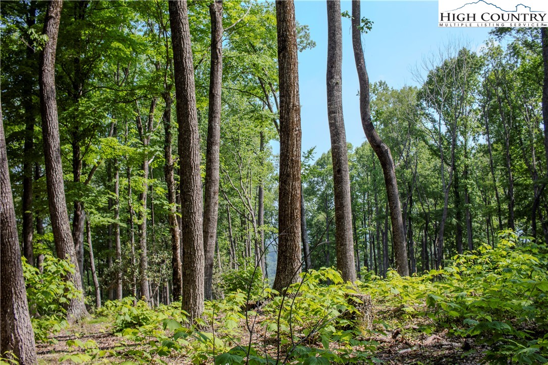 Lot 42 Poplar Forest Drive Property Photo 2