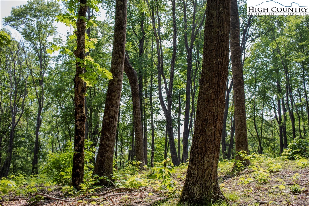 Lot 42 Poplar Forest Drive Property Photo 4