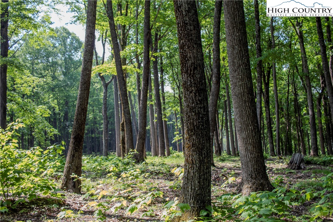 Lot 42 Poplar Forest Drive Property Photo 5