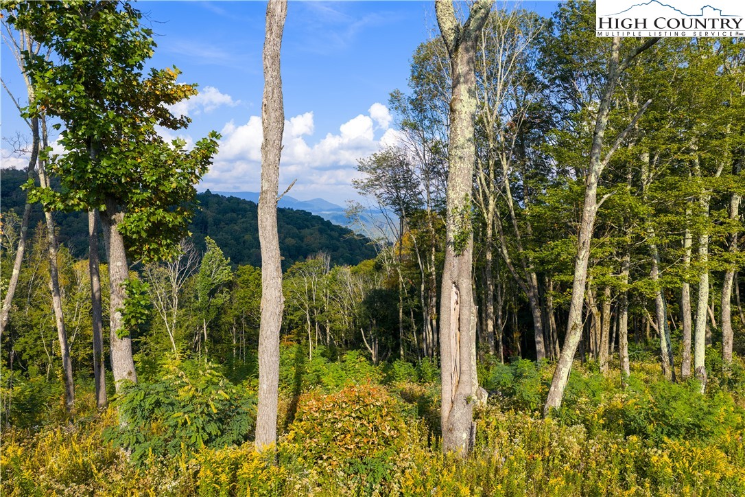 146 Banner Glade Trail Property Photo 1