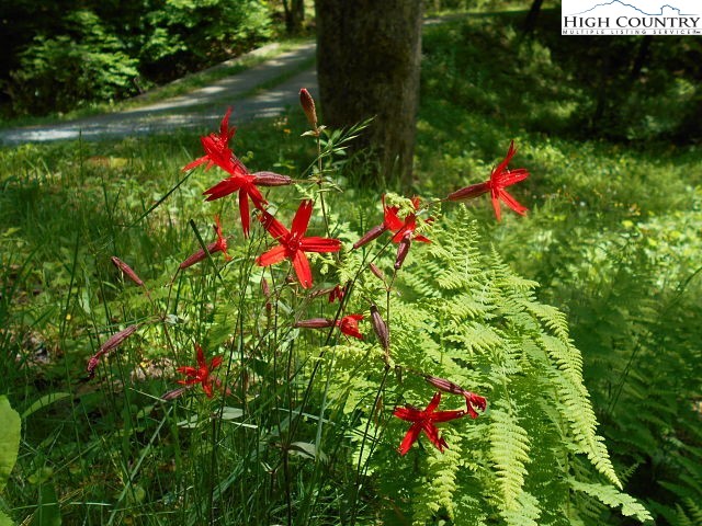 Lot 3 Hidden Forest Trail Property Photo 22