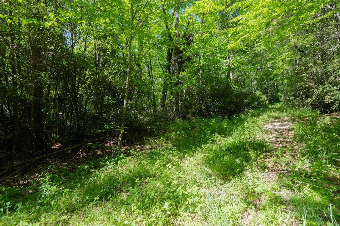 Tbd Black Bear Trail Property Photo 3