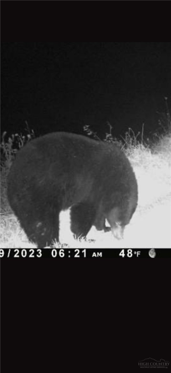 Tbd Bear Wallow Road Property Photo 21