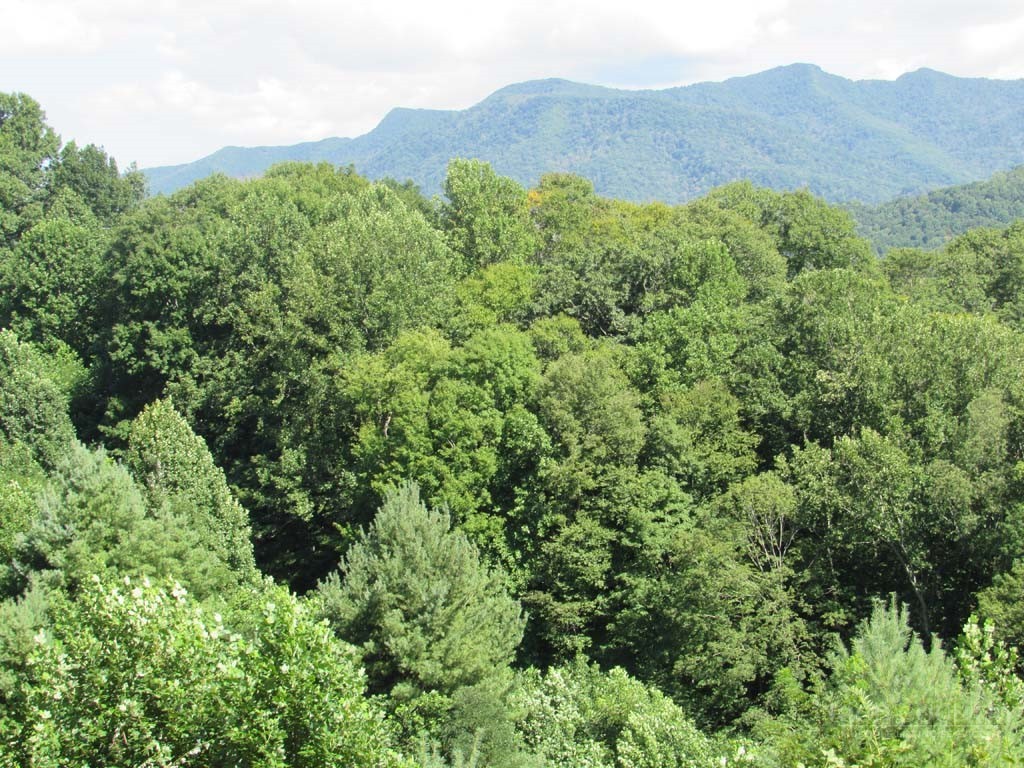 Tbd Big Laurel Road Property Photo 5
