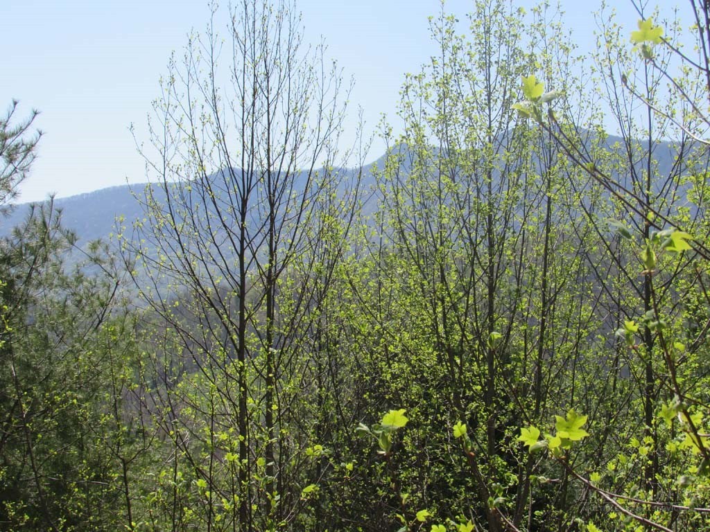 Tbd Big Laurel Road Property Photo 7