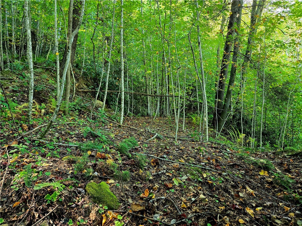 Lot 6 N. Old Nc Hwy 16 Property Photo 4