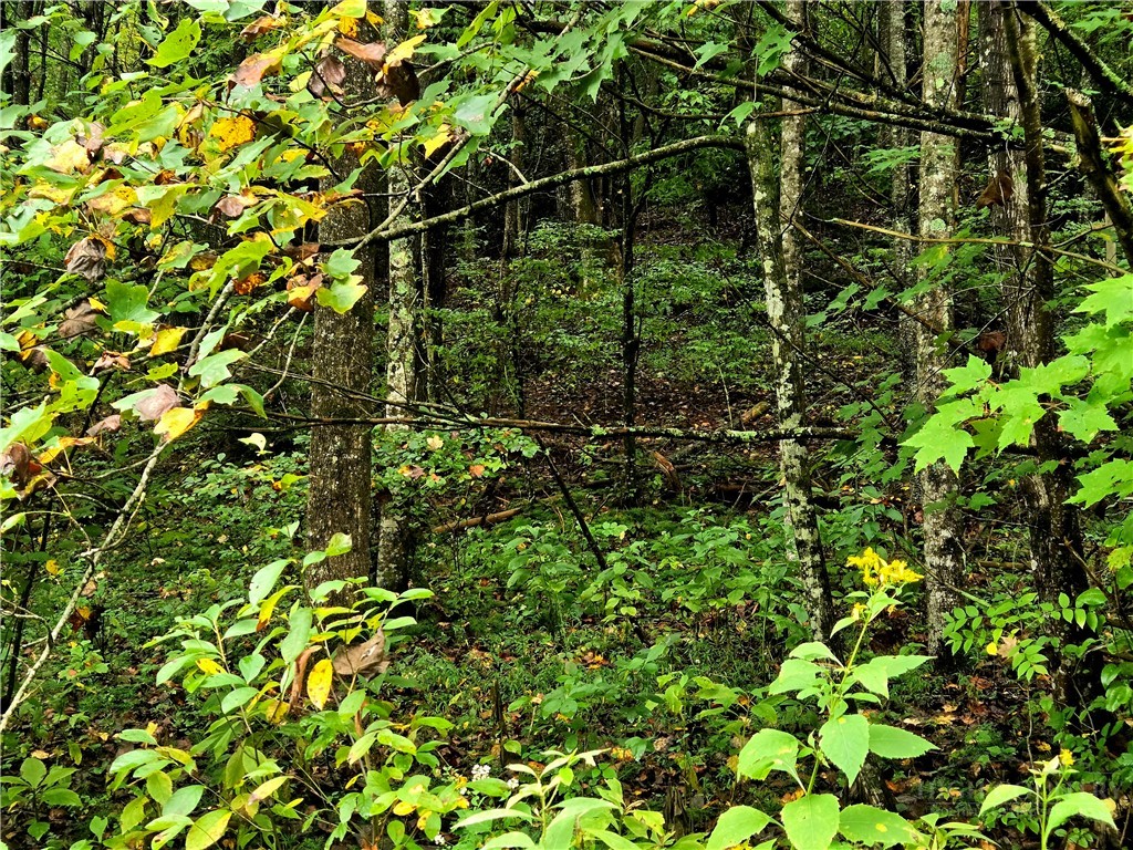 Lot 6 N. Old Nc Hwy 16 Property Photo 6