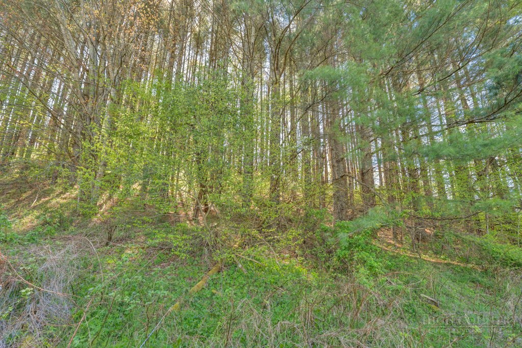 Lot 7 Paradise Valley Estates Property Photo 8