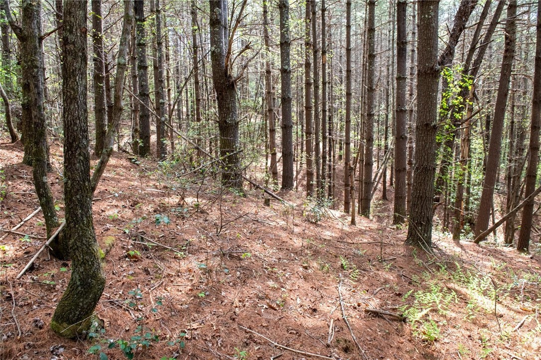 000 Collette Ridge Circle Property Photo 18