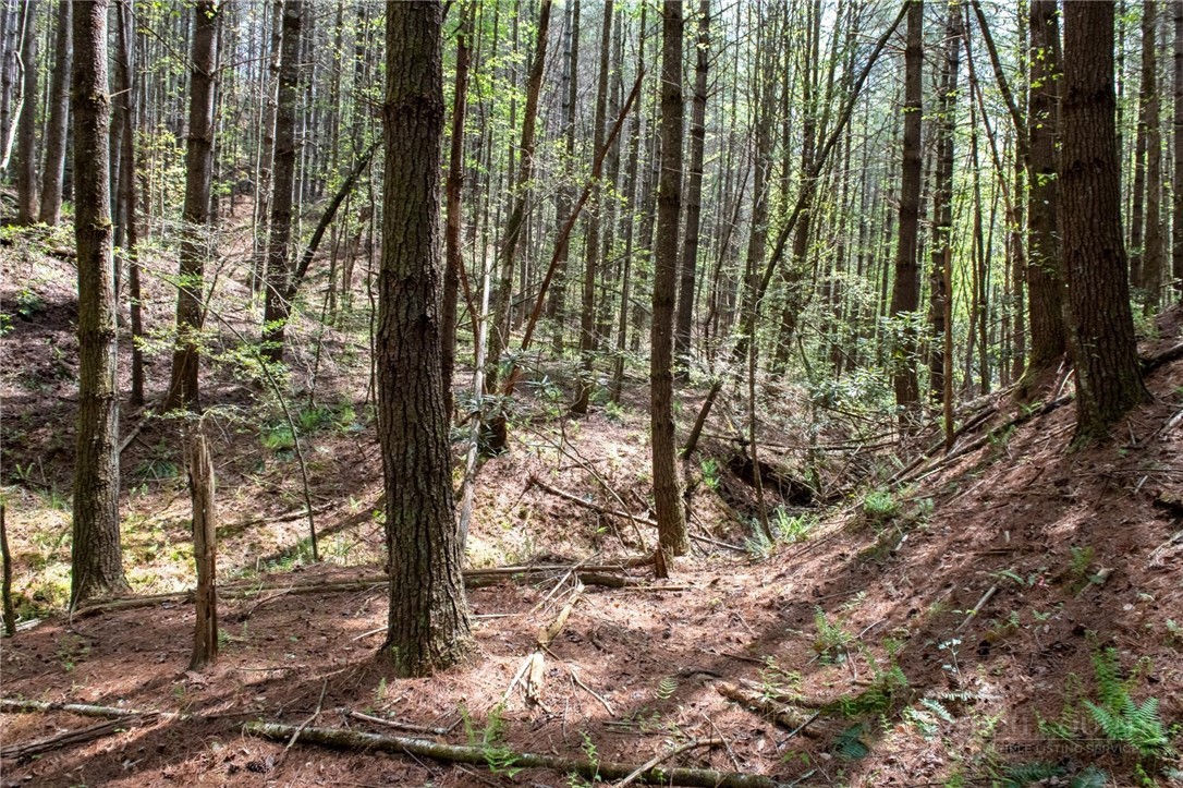 000 Collette Ridge Circle Property Photo 22