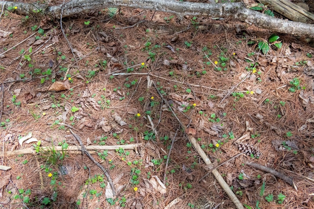 000 Collette Ridge Circle Property Photo 28