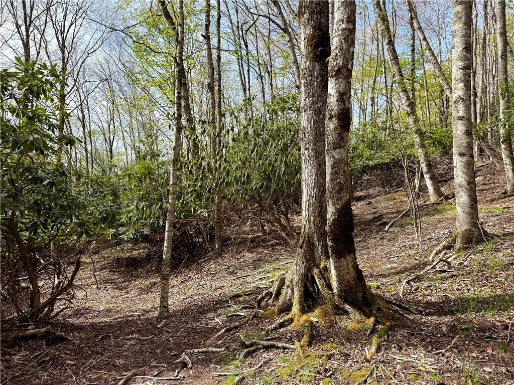 308 Overbrook Trail Property Photo 6