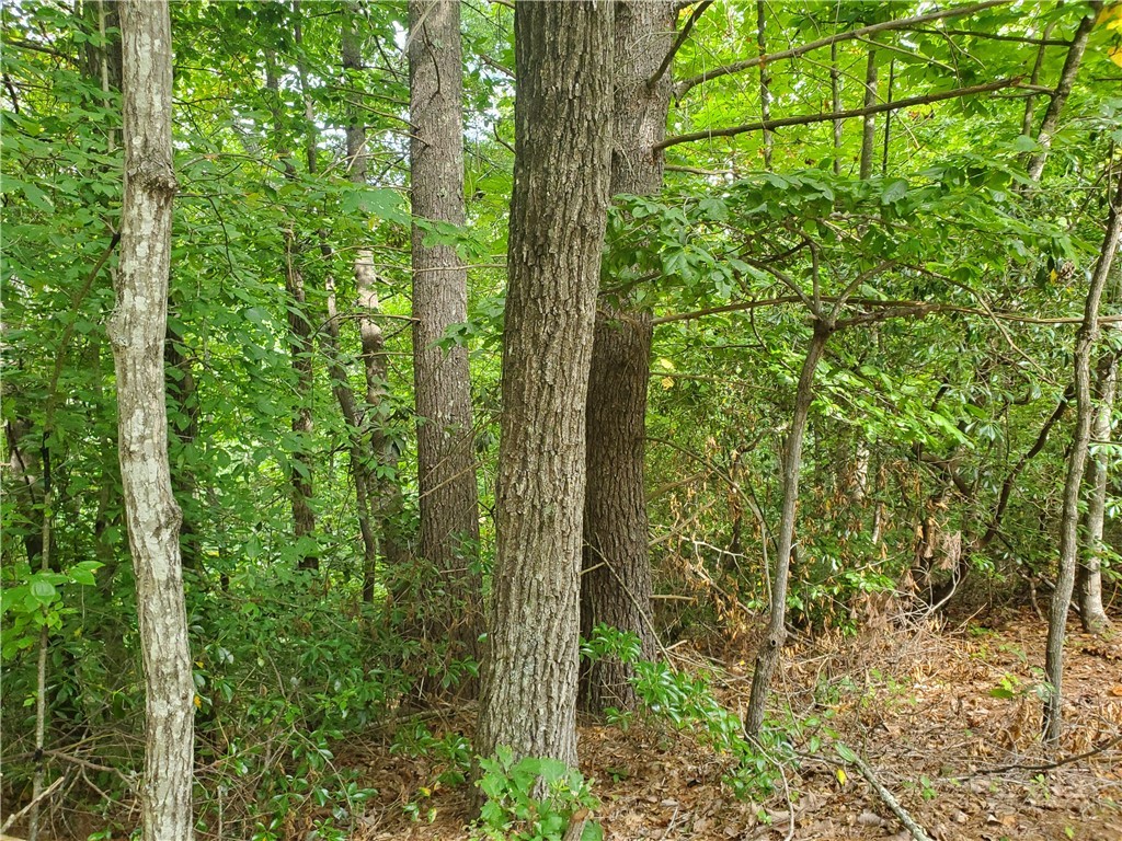3924 Pearson Mountain Road Property Photo 21
