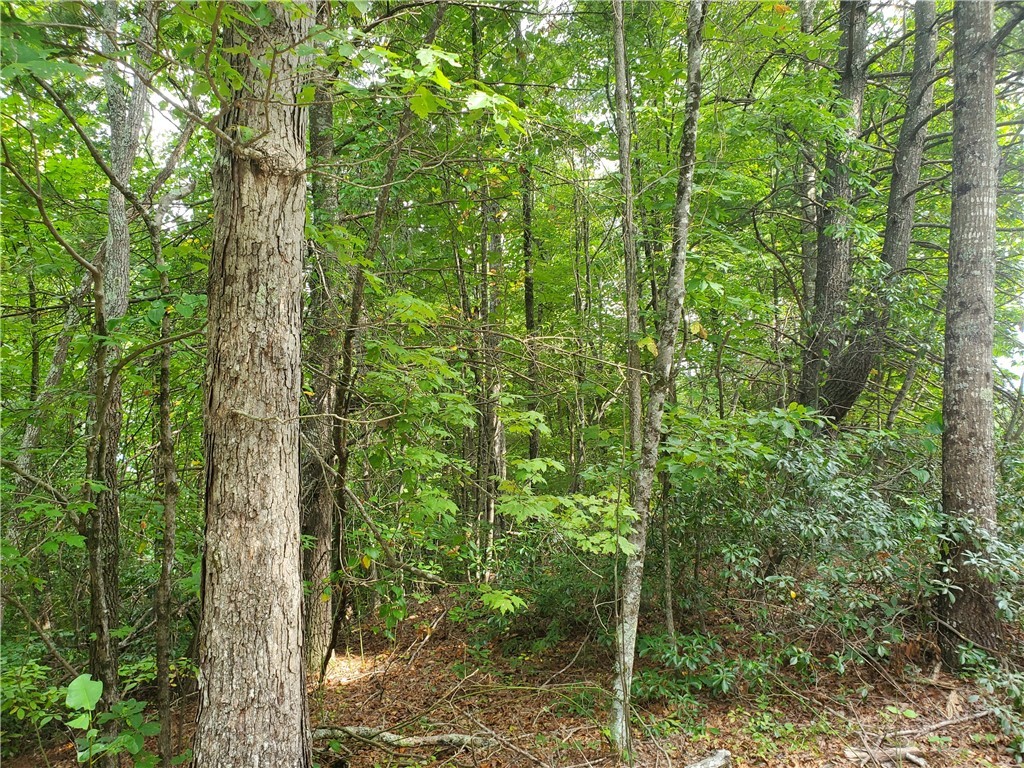 3924 Pearson Mountain Road Property Photo 28