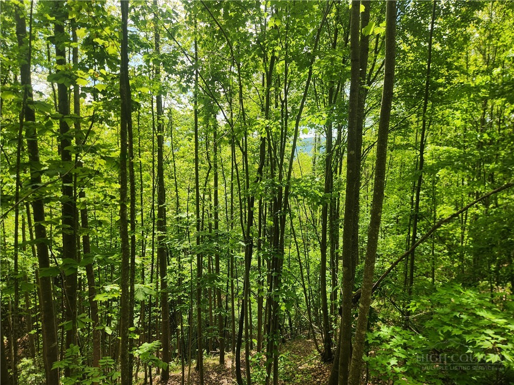 3924 Pearson Mountain Road Property Photo 31