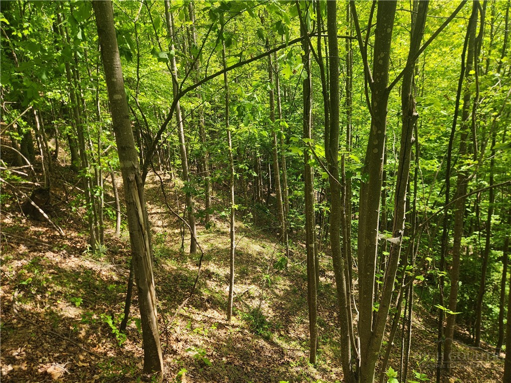 3924 Pearson Mountain Road Property Photo 32