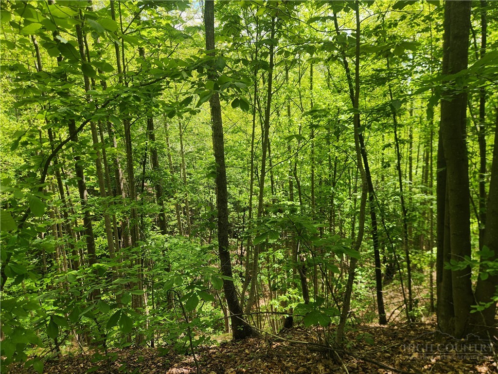 3924 Pearson Mountain Road Property Photo 35