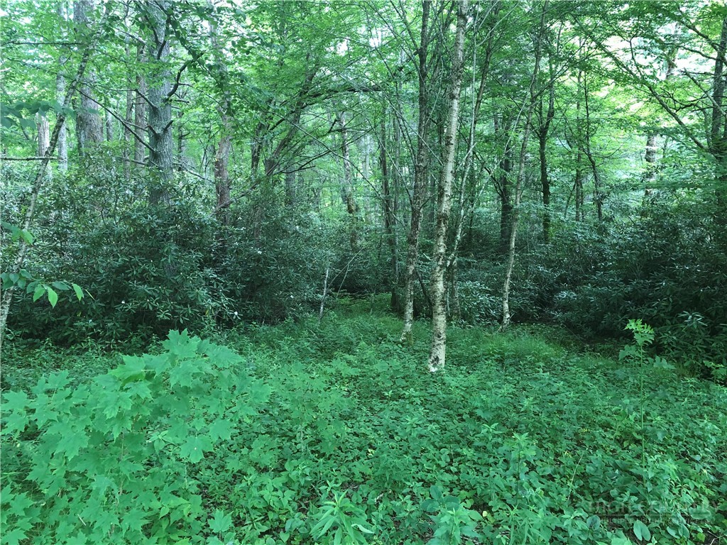 Lot #3 Trillium Lane Property Photo 3