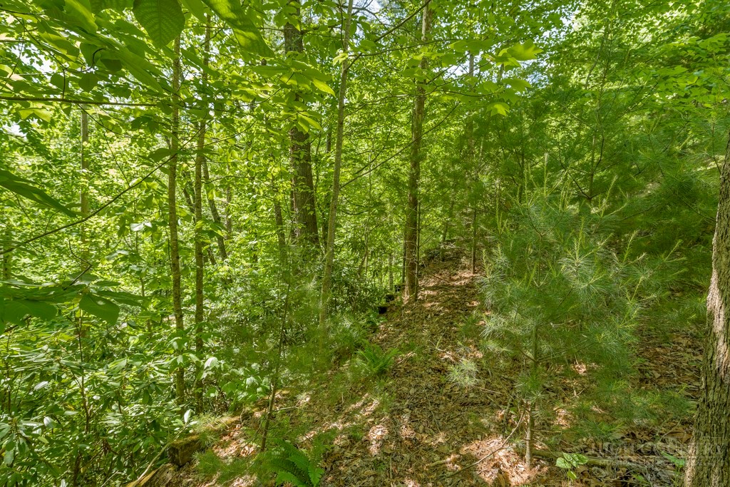 Lot 36 Daisy Ridge Road Property Photo 18