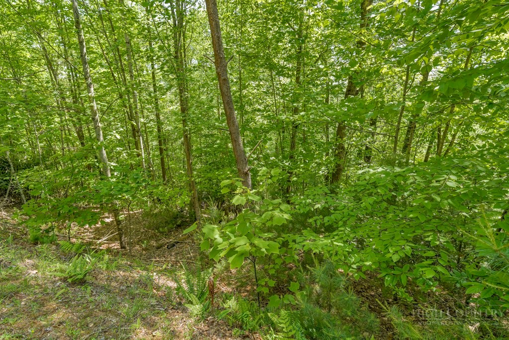 Lot 36 Daisy Ridge Road Property Photo 19