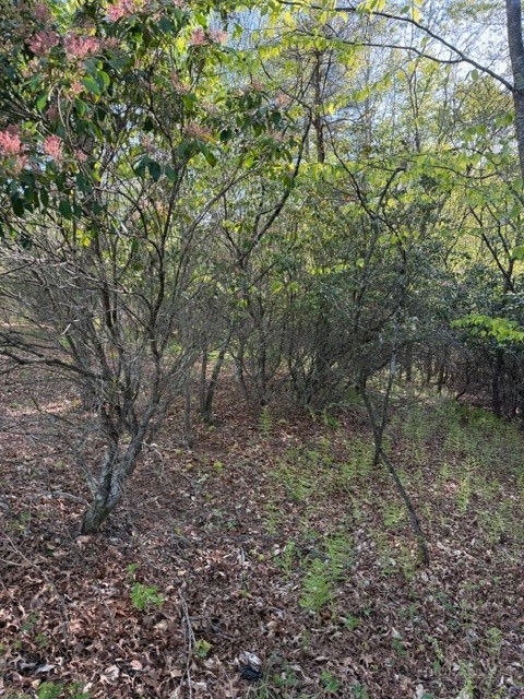 Lot #29 Isabel Way Property Photo 2