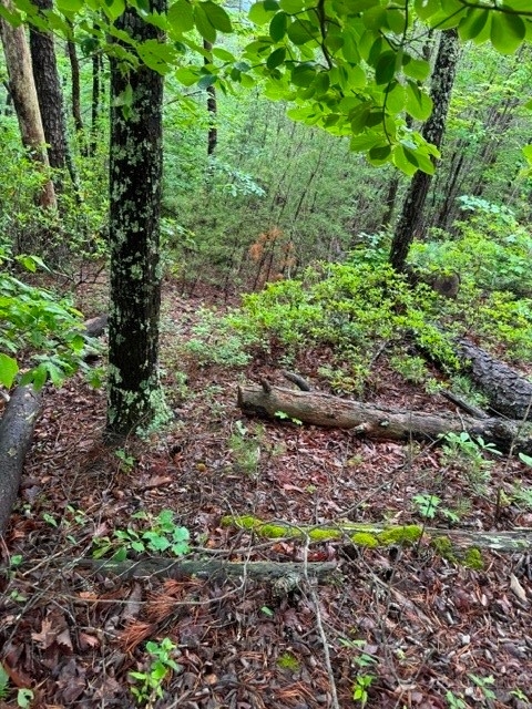 35, 36, 37 Big Sky Road Property Photo 4
