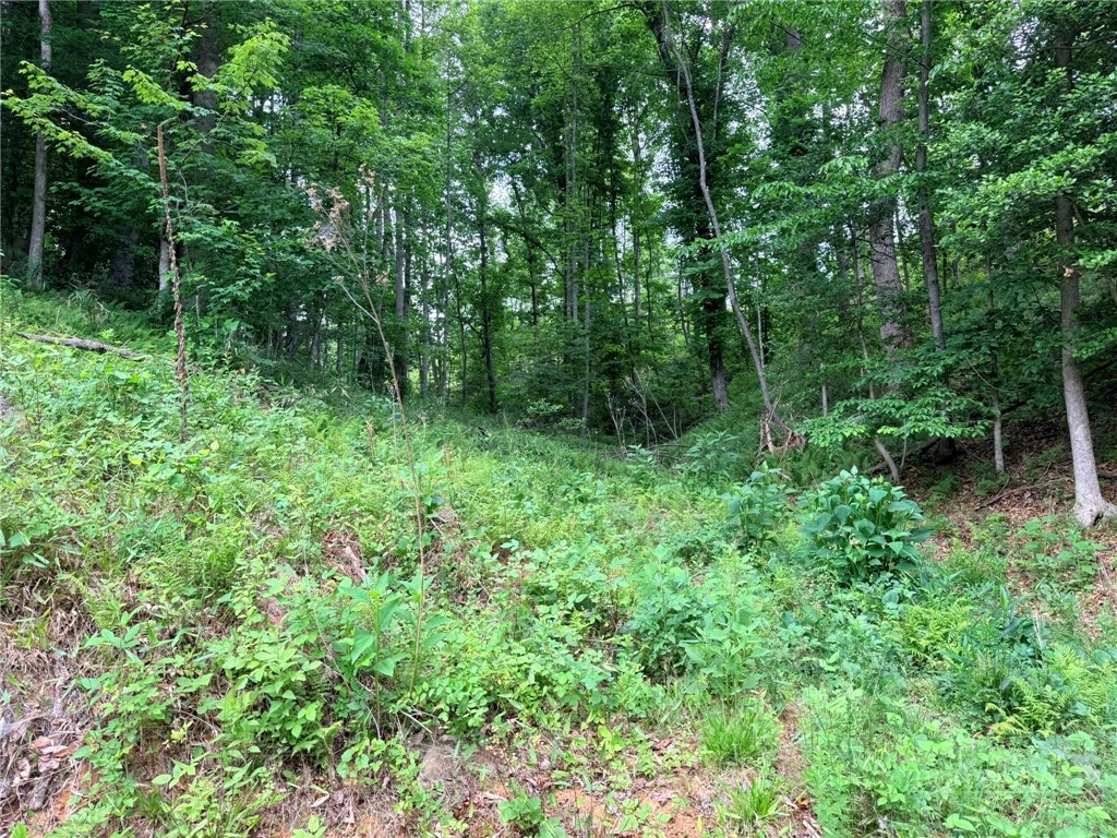 Tbd N Marley Ford Road Property Photo 3