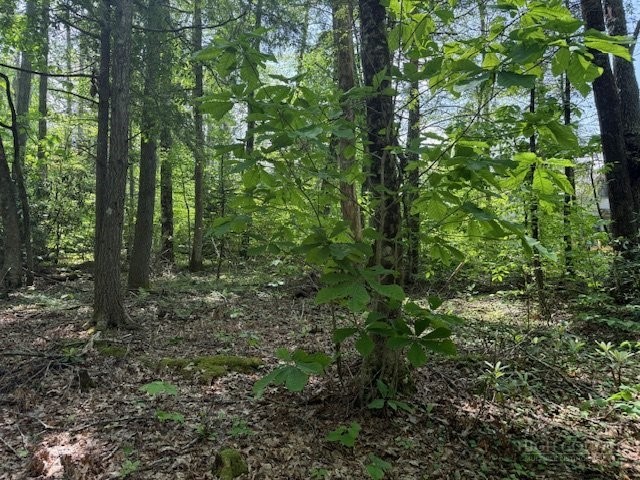 Lot 42 Linville River Lane Property Photo 10