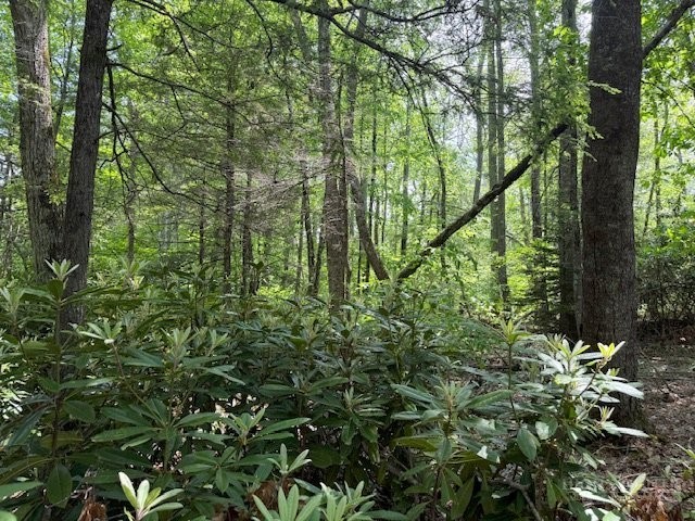 Lot 42 Linville River Lane Property Photo 11