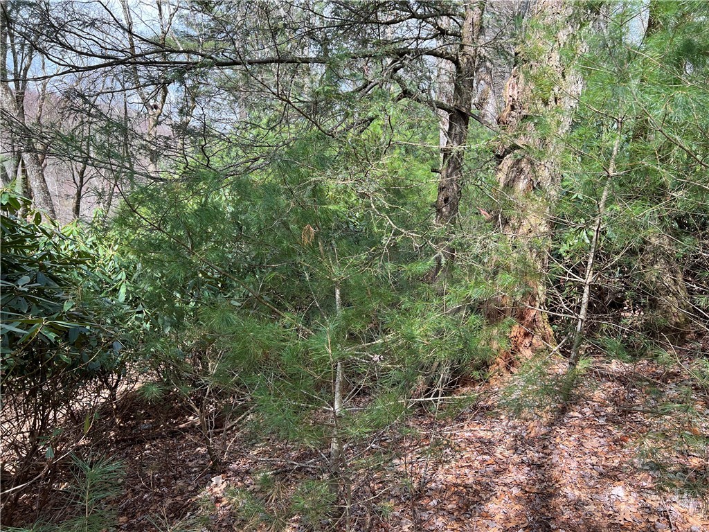 Lots 1, 3 & 5 Cora's Path Property Photo 10