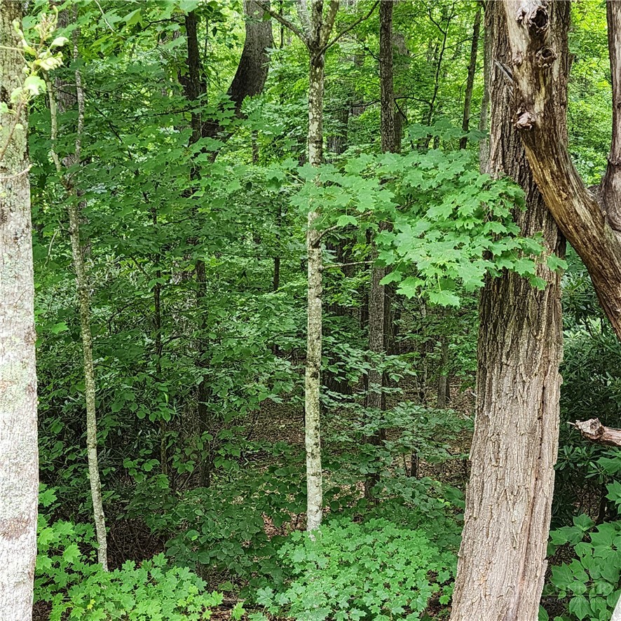00 Ravens Roost Ridge Property Photo 15