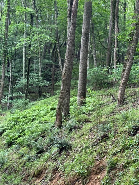 Tbd Comers Rock Rd. Property Photo 11