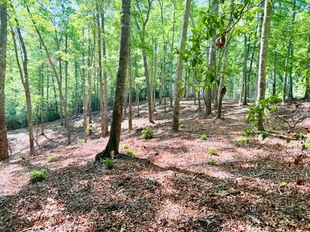 Lot 42 Smoke Rise Path Property Photo 7