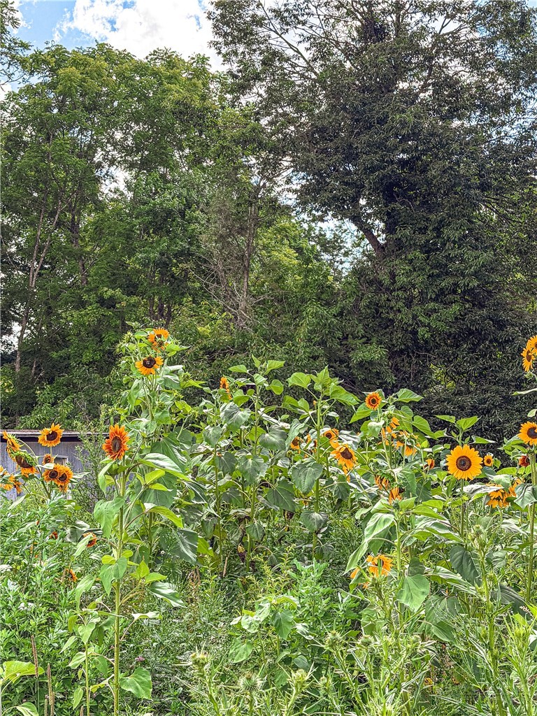 808 Piney Creek School Road Property Photo 34