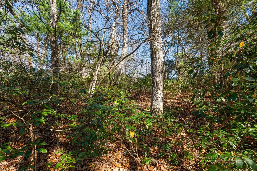 Lot 61 Boone Coffey Trail Property Photo 9